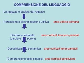 COMPRENSIONE DEL LINGUAGGIO
La ragazza è baciata dal ragazzo
Percezione e discriminazione uditiva area uditiva primaria
Decisione lessicale aree corticali temporo-parietali
(parola e non parola)
Decodificazione semantica aree corticali temp-parietali
Comprensione della sintassi aree corticali perisilviane
 