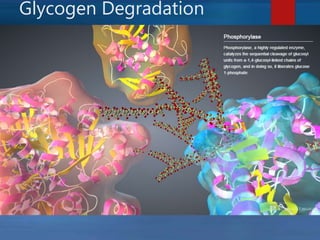 Glycogen Degradation
 