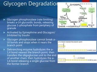 Glycogen Degradation
 Glycogen phosphorylase (rate limiting)
breaks a-l,4 glycosidic bonds, releasing
glucose 1-phosphate from periphery of
granule
 Activated by Epinephrine and Glucagon/
Inhibited by Insulin
 Glycogen phosphorylase cannot break a-
l,6 bonds and stops when it nears the
branch point
 Debranching enzyme hydrolyzes the a-
1,4 bond nearest the branch point; then
transfers the oligoglucose unit to the end
of another chain; then hydrolyzes the a-
1,6 bond releasing a single glucose from
the former branch
 