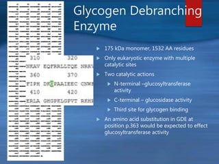Glycogen Debranching
Enzyme
 175 kDa monomer, 1532 AA residues
 Only eukaryotic enzyme with multiple
catalytic sites
 Two catalytic actions
 N-terminal –glucosyltransferase
activity
 C-terminal – glucosidase activity
 Third site for glycogen binding
 An amino acid substitution in GDE at
position p.363 would be expected to effect
glucosyltransferase activity
 