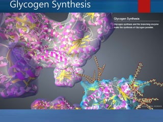Glycogen Synthesis
 