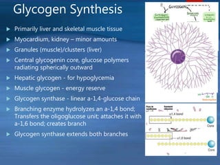 Glycogen Synthesis
 Primarily liver and skeletal muscle tissue
 Myocardium, kidney – minor amounts
 Granules (muscle)/clusters (liver)
 Central glycogenin core, glucose polymers
radiating spherically outward
 Hepatic glycogen - for hypoglycemia
 Muscle glycogen - energy reserve
 Glycogen synthase - linear a-1,4-glucose chain
 Branching enzyme hydrolyzes an a-1,4 bond;
Transfers the oligoglucose unit; attaches it with
a-1,6 bond; creates branch
 Glycogen synthase extends both branches
 