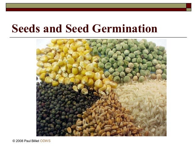 Seedgermination Seedgermination