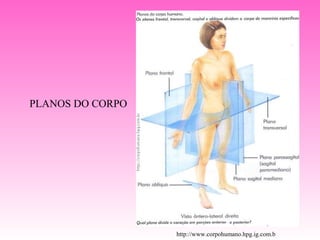 PLANOS DO CORPO




                  http://www.corpohumano.hpg.ig.com.b
 