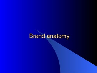 Brand anatomy 