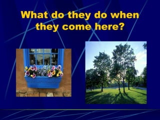 What do they do when
they come here?
 