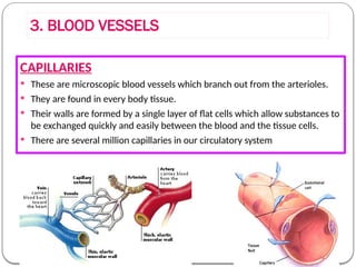 725755577-Unit5-Circulatory-and-Excretor-Bgc.pptx
