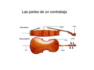 Las partes de un contrabajo 
