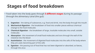 Food Breakdown Process 729210818-IGCSE-BIOLOGY-Human-Nutrition.pptx