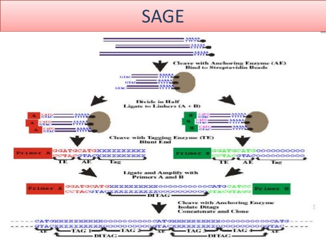 role-of-transcriptomics-in-gene-expression-studies-and
