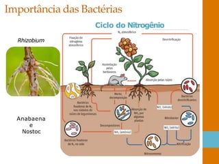 Importância das Bactérias
Ciclo do Nitrogênio
Rhizobium
Anabaena
e
Nostoc
 