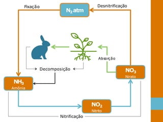 N2atm
NH3
Amônia
NO3
Nirato
Decomposição
Fixação Desnitrificação
NO2
Nitrito
Nitrificação
Absorção
 