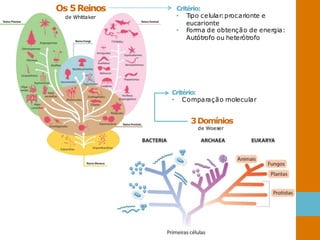 Critério:
• Tipo celular:procarionte e
eucarionte
• Forma de obtenção de energia:
Autótrofo ou heterótrofo
Os 5Reinos
de Whittaker
Critério:
• Comparação molecular
3Domínios
de Woeser
 