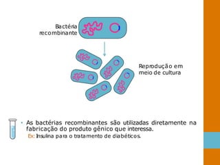 Bactéria
recombinante
• As bactérias recombinantes são utilizadas diretamente na
fabricação do produto gênico que interessa.
Ex:Insulina para o tratamento de diabéticos.
Reprodução em
meio de cultura
 