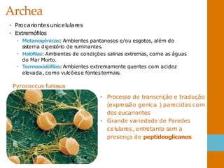 Archea
• Procariontesunicelulares
• Extremófilos
• Metanogênicas: Ambientes pantanosos e/ou esgotos, além do
sistema digestório de ruminantes.
• Halófilas: Ambientes de condições salinas extremas, como as águas
do Mar Morto.
• Termoacidófilas: Ambientes extremamente quentes com acidez
elevada, como vulcões e fontes termais.
Pyrococcus furiosus
• Processo de transcrição e tradução
(expressão genica ) parecidas com
dos eucariontes
• Grande variedade de Paredes
celulares, entretanto sem a
presença de peptideoglicanos
 