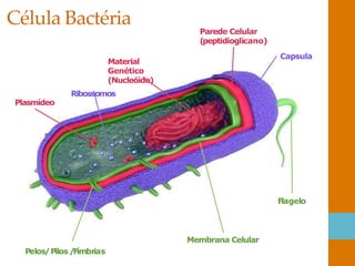Material
Genético
(Nucleóide)
Ribossomos
Plasmídeo
Membrana Celular
Capsula
Parede Celular
(peptidioglicano)
Flagelo
Pelos/Pilos /
Fímbrias
Célula Bactéria
 