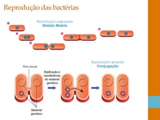 Reprodução das bactérias
Reprodução assexuada
Divisão Binária
Reprodução sexuada
Conjugação
 