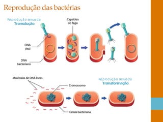 Reprodução das bactérias
Reprodução sexuada
Transdução
Reprodução sexuada
Transformação
 