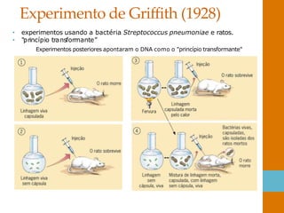 Experimento de Griffith (1928)
• experimentos usando a bactéria Streptococcus pneumoniae e ratos.
• "princípio transformante”
Experimentos posteriores apontaram o DNA como o "princípio transformante"
 