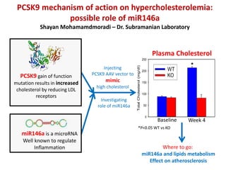 miR146a is a microRNA
Well known to regulate
Inflammation
Injecting
PCSK9 AAV vector to
mimic
high cholesterol
Where to go:
miR146a and lipids metabolism
Effect on atherosclerosis
PCSK9 gain of function
mutation results in increased
cholesterol by reducing LDL
receptors
TotalCholesterol(mg/dl)
0
50
100
150
200
250
WT
KO
Plasma Cholesterol
PCSK9 mechanism of action on hypercholesterolemia:
possible role of miR146a
Shayan Mohamamdmoradi – Dr. Subramanian Laboratory
Investigating
role of miR146a
*
Baseline Week 4
*P<0.05 WT vs KO
 