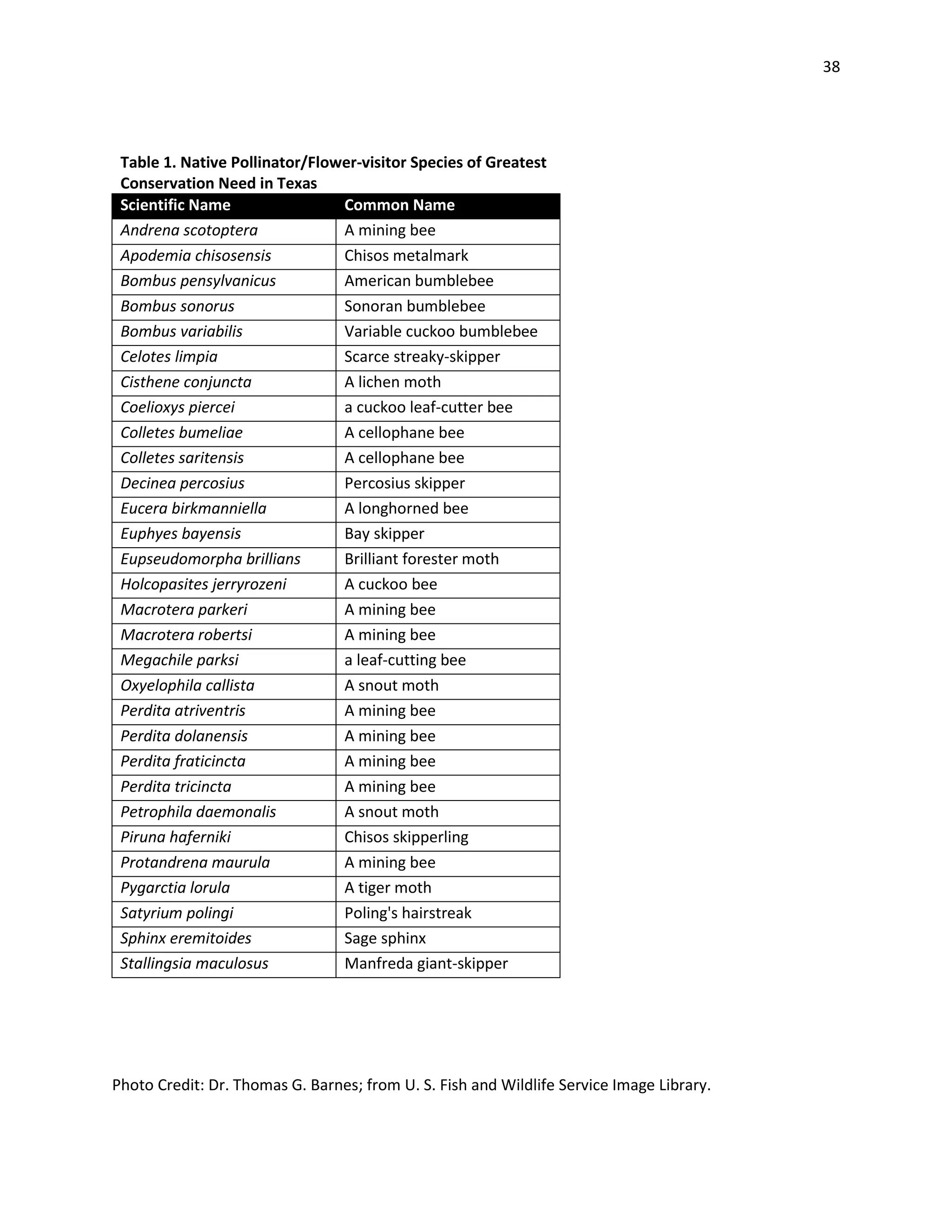 38
Table 1. Native Pollinator/Flower-visitor Species of Greatest
Conservation Need in Texas
Scientific Name Common Name
Andrena scotoptera A mining bee
Apodemia chisosensis Chisos metalmark
Bombus pensylvanicus American bumblebee
Bombus sonorus Sonoran bumblebee
Bombus variabilis Variable cuckoo bumblebee
Celotes limpia Scarce streaky-skipper
Cisthene conjuncta A lichen moth
Coelioxys piercei a cuckoo leaf-cutter bee
Colletes bumeliae A cellophane bee
Colletes saritensis A cellophane bee
Decinea percosius Percosius skipper
Eucera birkmanniella A longhorned bee
Euphyes bayensis Bay skipper
Eupseudomorpha brillians Brilliant forester moth
Holcopasites jerryrozeni A cuckoo bee
Macrotera parkeri A mining bee
Macrotera robertsi A mining bee
Megachile parksi a leaf-cutting bee
Oxyelophila callista A snout moth
Perdita atriventris A mining bee
Perdita dolanensis A mining bee
Perdita fraticincta A mining bee
Perdita tricincta A mining bee
Petrophila daemonalis A snout moth
Piruna haferniki Chisos skipperling
Protandrena maurula A mining bee
Pygarctia lorula A tiger moth
Satyrium polingi Poling's hairstreak
Sphinx eremitoides Sage sphinx
Stallingsia maculosus Manfreda giant-skipper
Photo Credit: Dr. Thomas G. Barnes; from U. S. Fish and Wildlife Service Image Library.
 
