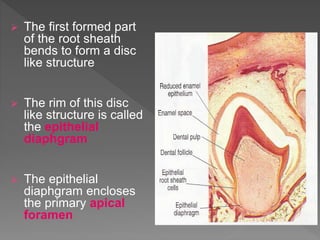 Root Formation | PPTX