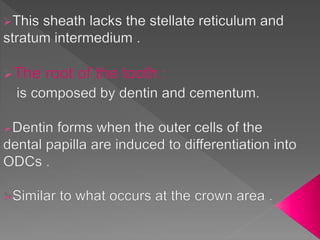 Root Formation | PPTX