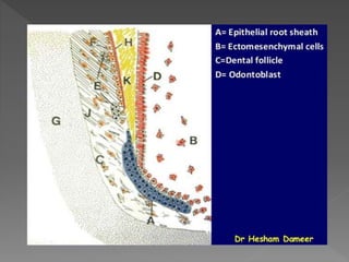 Root Formation | PPTX