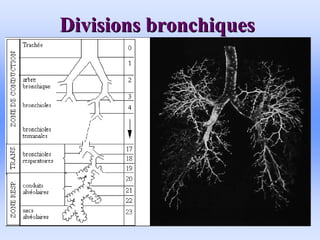 Divisions bronchiques
Divisions bronchiques
 