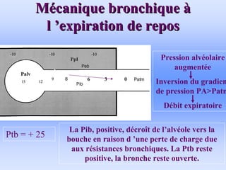 M
Mé
écanique bronchique
canique bronchique à
à
l
l ’
’expiration de repos
expiration de repos
• .
Ptb = + 25
Pression alvéolaire
augmentée
Inversion du gradient
de pression PA>Patm
Débit expiratoire
La Pib, positive, décroît de l’alvéole vers la
bouche en raison d ’une perte de charge due
aux résistances bronchiques. La Ptb reste
positive, la bronche reste ouverte.
 