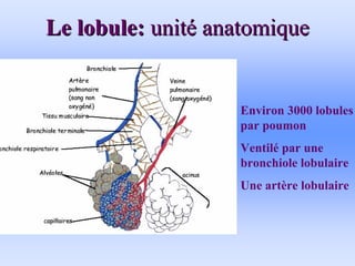 Le lobule:
Le lobule: unit
unité
é anatomique
anatomique
Environ 3000 lobules
par poumon
Ventilé par une
bronchiole lobulaire
Une artère lobulaire
 