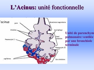 L
L’
’Acinus:
Acinus: unit
unité
é fonctionnelle
fonctionnelle
Unité de parenchyme
pulmonaire ventilée
par une bronchiole
terminale
 