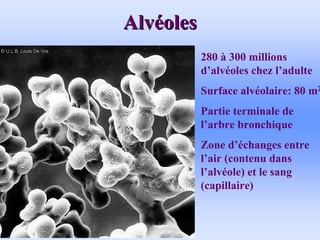 Alv
Alvé
éoles
oles
280 à 300 millions
d’alvéoles chez l’adulte
Surface alvéolaire: 80 m2
Partie terminale de
l’arbre bronchique
Zone d’échanges entre
l’air (contenu dans
l’alvéole) et le sang
(capillaire)
 
