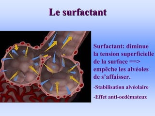 Le surfactant
Le surfactant
Surfactant: diminue
la tension superficielle
de la surface ==>
empêche les alvéoles
de s’affaisser.
-Stabilisation alvéolaire
-Effet anti-oedémateux
 