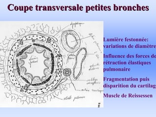 Coupe transversale petites bronches
Coupe transversale petites bronches
Lumière festonnée:
variations de diamètre
Influence des forces de
rétraction élastiques
pulmonaire
Fragmentation puis
disparition du cartilage
Muscle de Reissessen
 