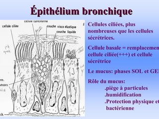 É
Épith
pithé
élium bronchique
lium bronchique
Cellules ciliées, plus
nombreuses que les cellules
sécrétrices.
Cellule basale = remplacement
cellule ciliée(+++) et cellule
sécrétrice
Le mucus: phases SOL et GEL
Rôle du mucus:
.piège à particules
.humidification
.Protection physique et
bactérienne
 