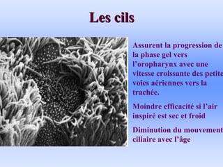 Les cils
Les cils
Assurent la progression de
la phase gel vers
l’oropharynx avec une
vitesse croissante des petites
voies aériennes vers la
trachée.
Moindre efficacité si l’air
inspiré est sec et froid
Diminution du mouvement
ciliaire avec l’âge
 