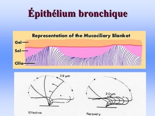 É
Épith
pithé
élium bronchique
lium bronchique
 