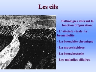 Les cils
Les cils
Pathologies altérant la
fonction d’épuration:
- L’atteinte virale: la
bronchiolite
- La bronchite chronique
- La mucoviscidose
- La bronchectasie
- Les maladies ciliaires
 