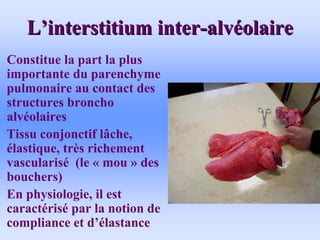 L
L’
’interstitium inter
interstitium inter-
-alv
alvé
éolaire
olaire
• Constitue la part la plus
importante du parenchyme
pulmonaire au contact des
structures broncho
alvéolaires
• Tissu conjonctif lâche,
élastique, très richement
vascularisé (le « mou » des
bouchers)
• En physiologie, il est
caractérisé par la notion de
compliance et d’élastance
 