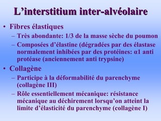 L
L’
’interstitium inter
interstitium inter-
-alv
alvé
éolaire
olaire
• Fibres élastiques
– Très abondante: 1/3 de la masse sèche du poumon
– Composées d’élastine (dégradées par des élastase
normalement inhibées par des protéines: α1 anti
protéase (anciennement anti trypsine)
• Collagène
– Participe à la déformabilité du parenchyme
(collagène III)
– Rôle essentiellement mécanique: résistance
mécanique au déchirement lorsqu’on atteint la
limite d’élasticité du parenchyme (collagène I)
 
