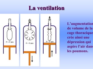 La ventilation
La ventilation
L’augmentation
de volume de la
cage thoracique
crée ainsi une
dépression qui
aspire l’air dans
les poumons.
 