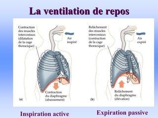 La ventilation de repos
La ventilation de repos
Inspiration active Expiration passive
 