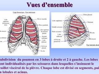 Vues d
Vues d’
’ensemble
ensemble
Subdivision du poumon en 3 lobes à droite et 2 à gauche. Les lobes
sont individualisés par les scissures dans lesquelles s’insinuent le
feuillet viscéral de la plèvre. Chaque lobe est divisé en segments, puis
en lobules et acinus.
 