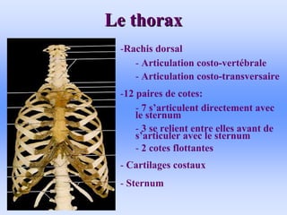 Le thorax
Le thorax
-Rachis dorsal
- Articulation costo-vertébrale
- Articulation costo-transversaire
-12 paires de cotes:
- 7 s’articulent directement avec
le sternum
- 3 se relient entre elles avant de
s’articuler avec le sternum
- 2 cotes flottantes
- Cartilages costaux
- Sternum
 