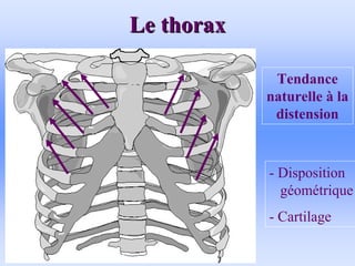 Le thorax
Le thorax
Tendance
naturelle à la
distension
- Disposition
géométrique
- Cartilage
 
