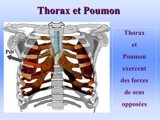Thorax et Poumon
Thorax et Poumon
Thorax
et
Poumon
exercent
des forces
de sens
opposées
Pel
Pdt
 