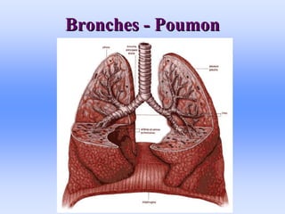 Bronches
Bronches -
- Poumon
Poumon
 