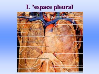 L
L ’
’espace pleural
espace pleural
 