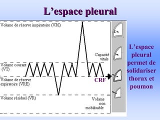 L
L’
’espace pleural
espace pleural
L’espace
pleural
permet de
solidariser
thorax et
poumon
CRF
 